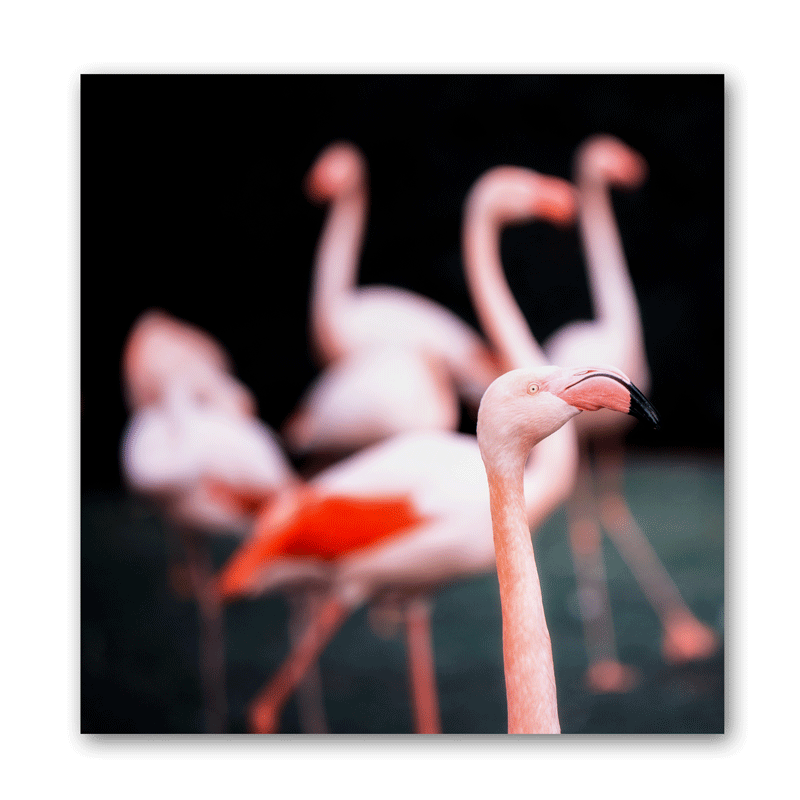 Einee Gruppe Flamingos