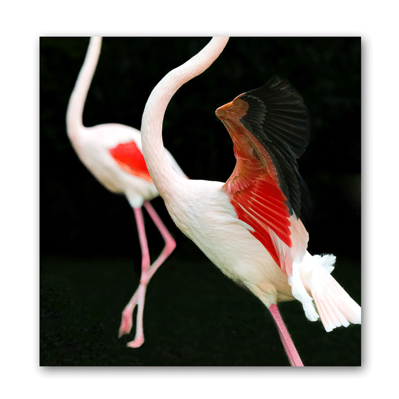 Fotografie von zwei Flamingos vor schwarzem Hintergrund