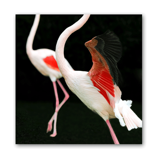 Fotografie von zwei Flamingos vor schwarzem Hintergrund